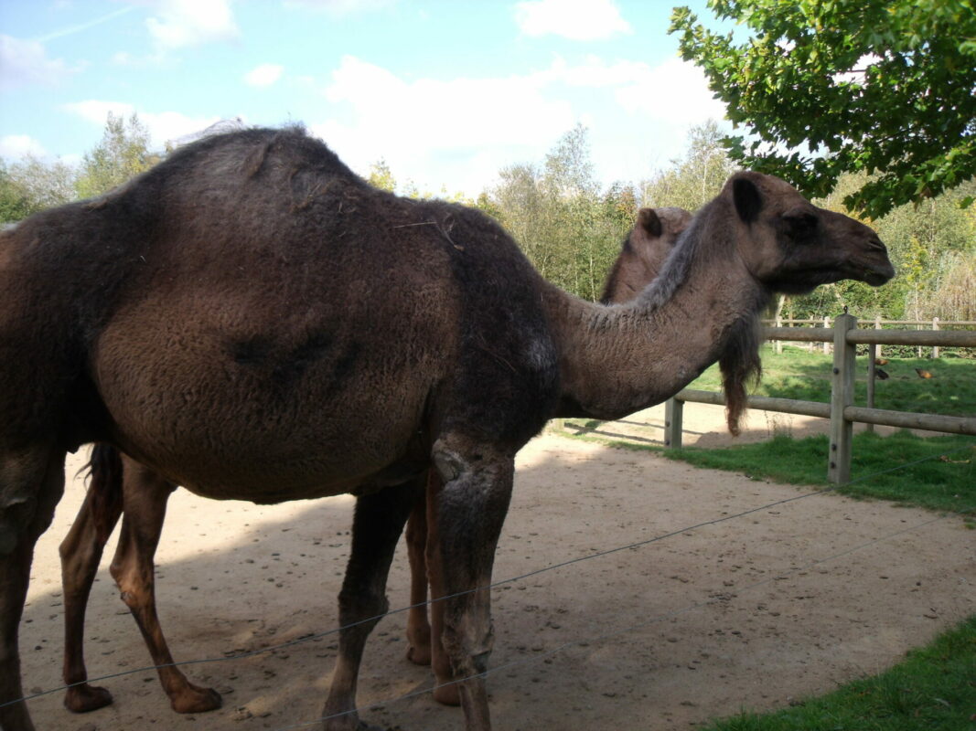 Dromadaire au Zoo la Boissière du dorée