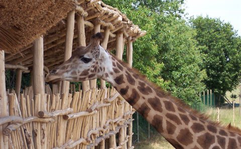 Girafe au Zoo la Boissière du dorée