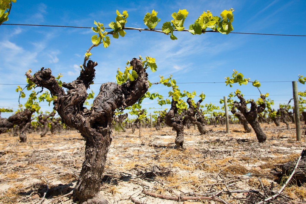 vigne la ferme d'Escouflant