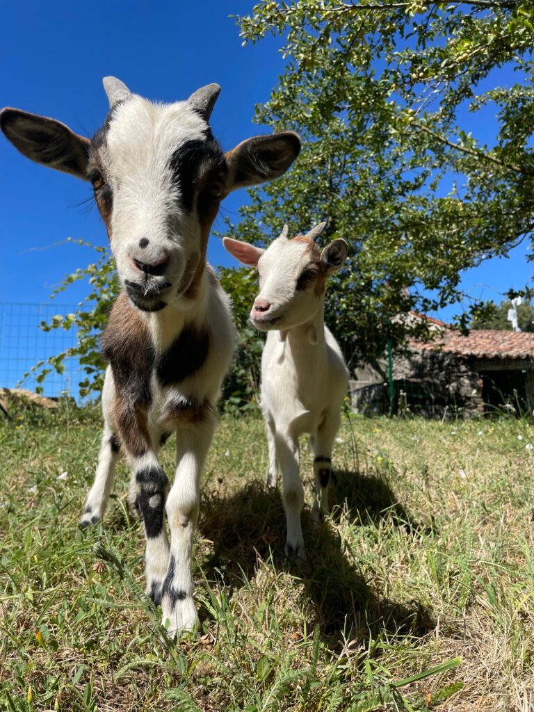 Izamma à gauche, et clochette à droite